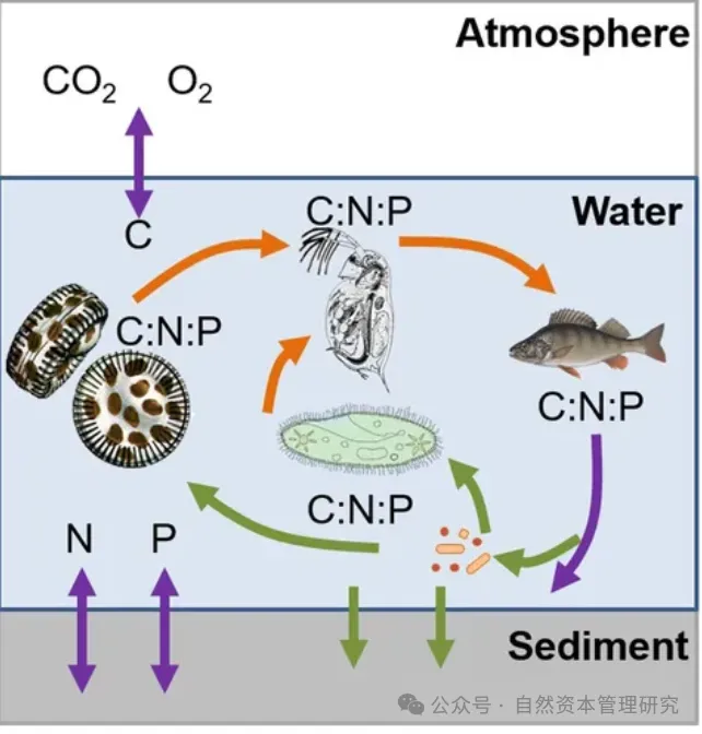 自然资本价值形成